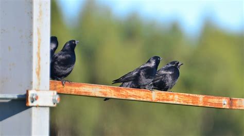 Aves de La Floresta: Tordo