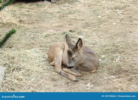 Fallow-deer baby sleeping stock photo. Image of landscape - 105730666