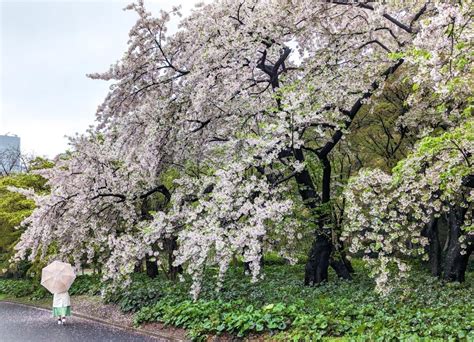 Tokyo Cherry Blossom (Dates + Sakura Spots 2024)