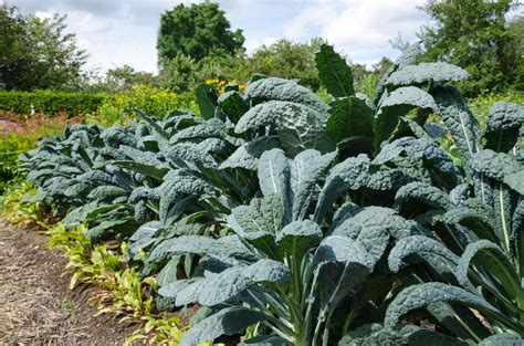 How To Grow Kale: Care & UK Growing Tips | UpGardener™