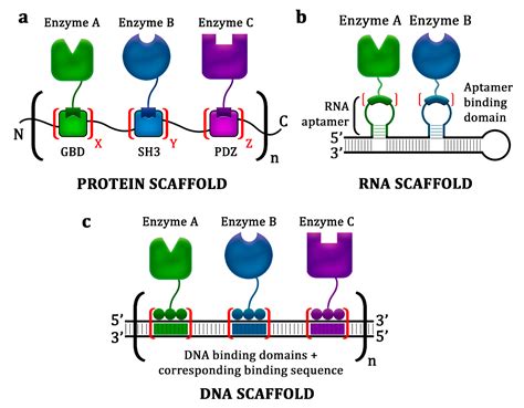 Biology | Free Full-Text | Synthetic Scaffold Systems for Increasing the Efficiency of Metabolic ...