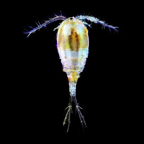 Copepods: The Cyclops of Water Territory - WhatDeWhat