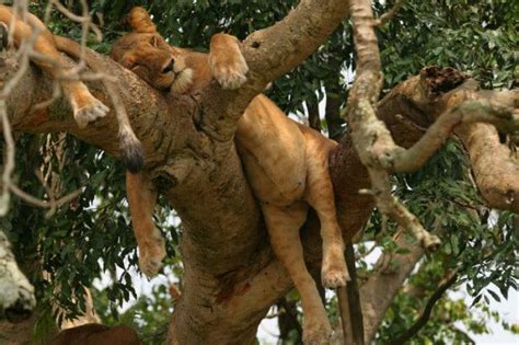 A Closer Look at Tree Climbing Lions | Why Do Some Lions Climb Trees?