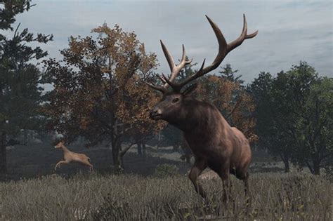 Red Dead Redemption 2 animal map locations: Where to find woodpecker and more - Mirror Online