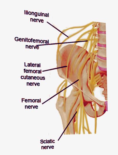 [Figure, Pathway of the Ilioinguinal Nerve Contributed by S Bhimji, MD ...