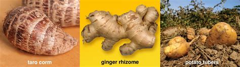 Rhizomes Stem