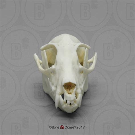 Fruit Bat Skull - Bone Clones - Osteological Reproductions | Fruit bat ...