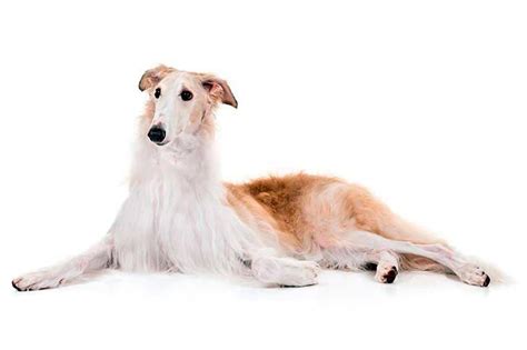 Todo sobre el Galgo Ruso (Borzoi)