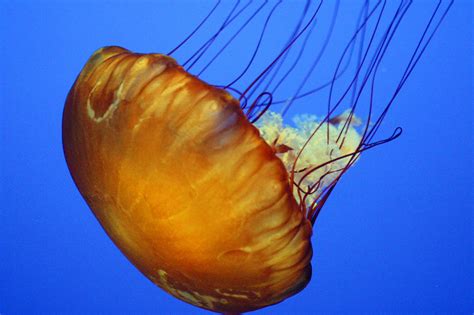 Jellyfish (Class: Scyphozoa) - Wiki; DISPLAY FULL IMAGE.