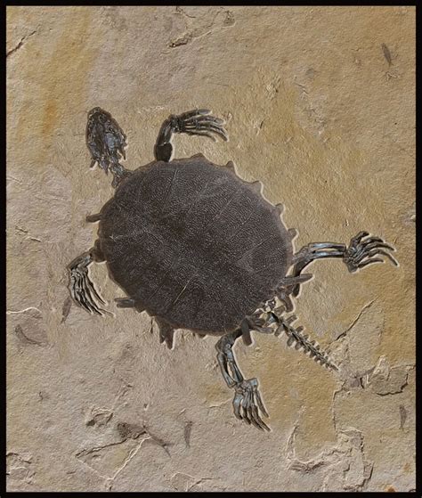 50-million-year-old turtle fossil at Leonard Tourné Gallery | Fossils ...