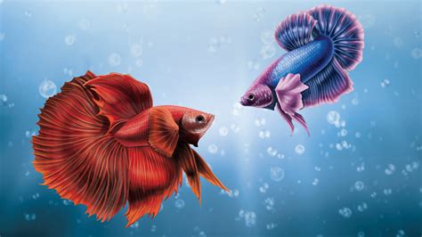 1920x1080 Him And I Betta Fish Laptop Full HD 1080P HD 4k Wallpapers ...