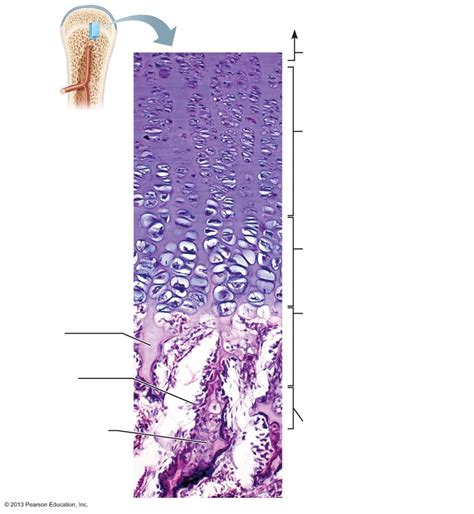 epiphyseal plate cartilage Diagram | Quizlet