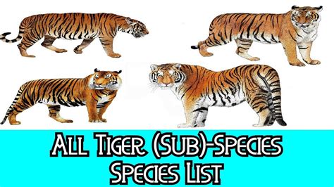 Tiger Species