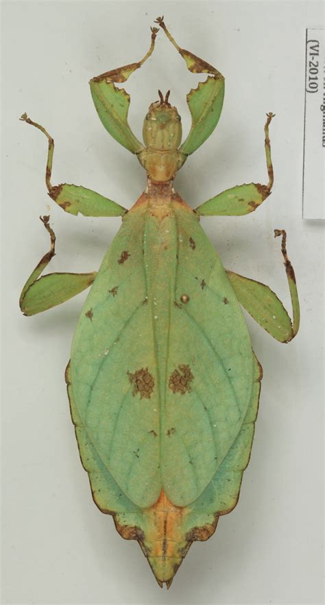 Phylliidae Archives - BioQuipBugs