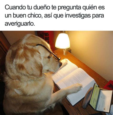 21 Divertidos memes de perros que te harán reír a carcajadas