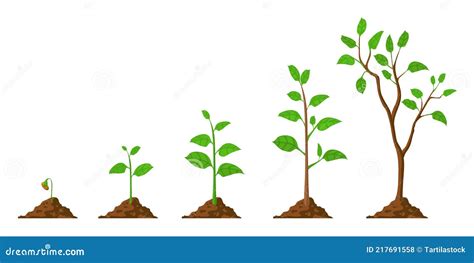 Tree Grow. Plant Growth From Seed To Sapling With Green Leaf. Stages Of Seedling And Growing ...