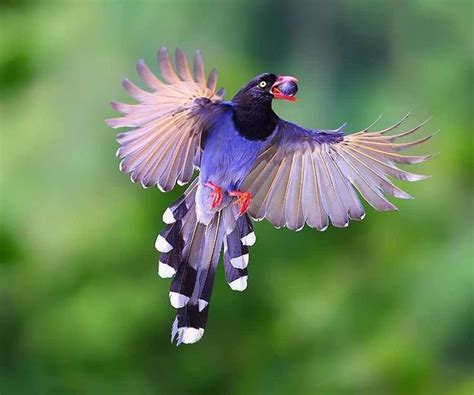 Taiwan blue magpie - Alchetron, The Free Social Encyclopedia