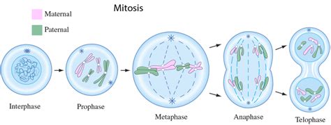 Understanding the Stages of Mitosis: A Comprehensive Guide