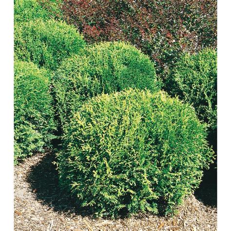 Little Giant Arborvitae Accent Shrub in Pot (With Soil) (L3764) at ...