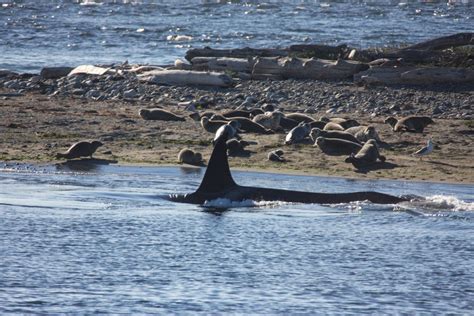 Salish Sea Killer Whales Have a Surprising New Way of Hunting | Hakai ...