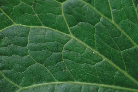 Premium Photo | Tropical green leaf pattern in the garden. background ...