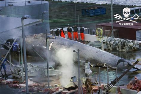 Bloodshed During Iceland's Summer Whale-Hunting Season