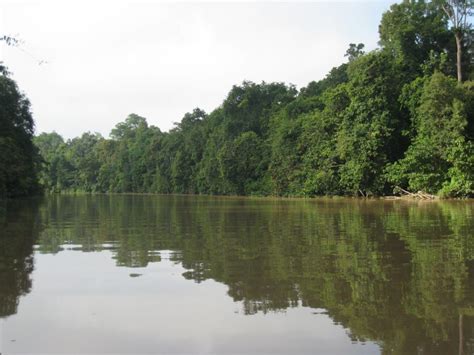 XX Malaysia – Borneo – Kinabatangan River | Chris Hill Wildlife Photography