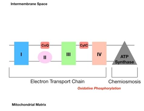 Electron Transport Chain For Kids