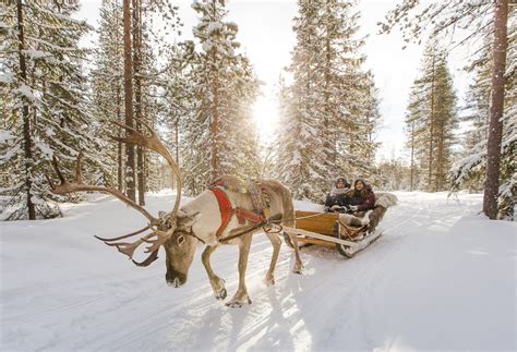 Reindeer rides in Santa Claus Village in Rovaniemi in Lapland. | Rovaniemi, Santa claus village ...