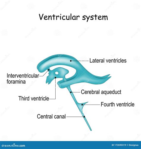 Cerebrospinal Fluid and Ventricular System Stock Vector - Illustration ...