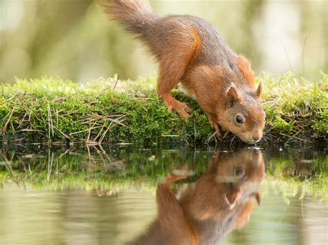 Wildlife Photography: Drinking Red Squirrel [How I Shot It]