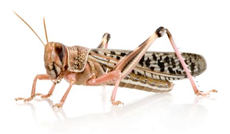 Why sequence desert locust (Schistocerca gregaria)? - DOE Joint Genome Institute