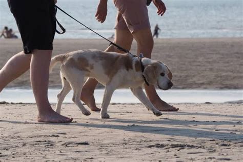 Media Release - Dogs on Beaches on Phillip Island - Phillip Island ...