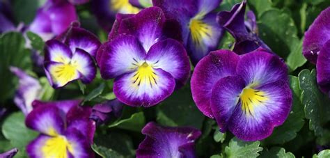 Viola, Perennial | Costa Farms