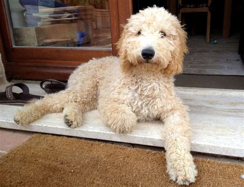 Goldendoodle, a Golden Retriever Poodle Mix - SpockTheDog.com