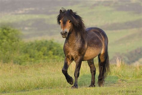 Exmoor Wildlife Safaris | The Perfect Way to Explore Exmoor | UK