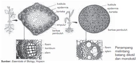 Jaringan Penyusun Batang | Epidermis Batang, Batang Tumbuhan Herba, Kambium Batang