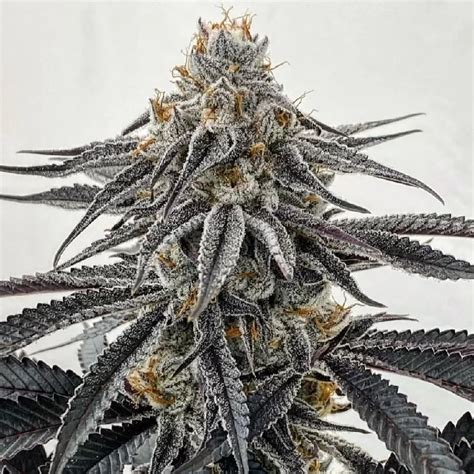 Face Off OG Feminized Seeds - The Seed Connect