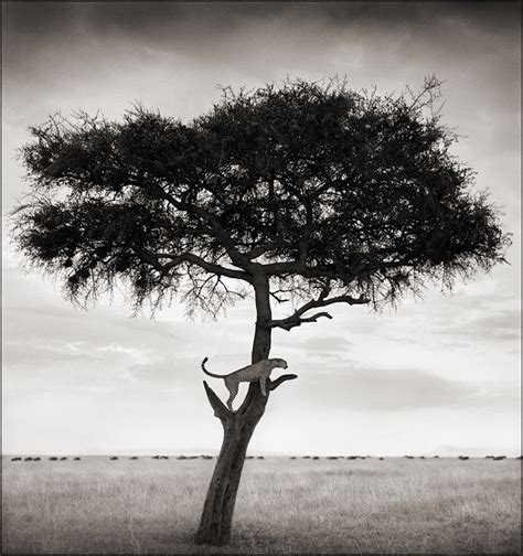 Conserving Africa's Wildlife Through Photography