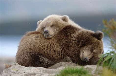 Up by cloudy | Bear cubs, Brown bear, Cute baby animals