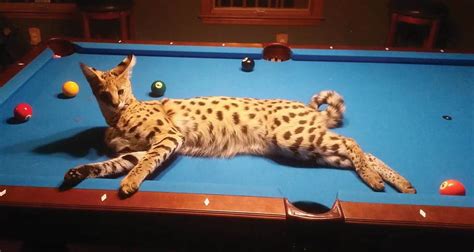 Meet Mount Pleasant's Savannah Cat: An Exotic Pet | Mount Pleasant Pets