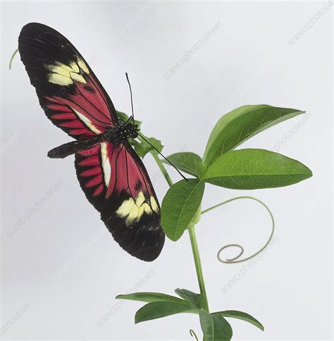 Wings of a postman butterfly - Stock Image - C051/7665 - Science Photo ...