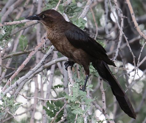 SEE THE USA: SCOTTSDALE, ARIZONA PART 4: DESERT BIRDS WITH ATTITUDE – Chasing Dreams