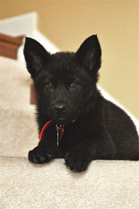 My black german shepherd when she was just a tiny pup. # ...