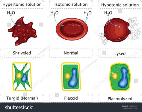 Hypertonic Hypotonic Isotonic Solution Photos and Images | Shutterstock