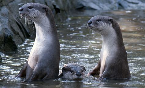 Young smooth-coated otters are much better with technology than their parents | Shropshire Star