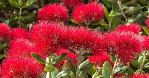 New Zealand Christmas Tree: Metrosideros Growing and Care (Pohutukawa)