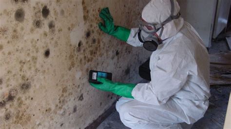 Why You Need Mold Remediation Services