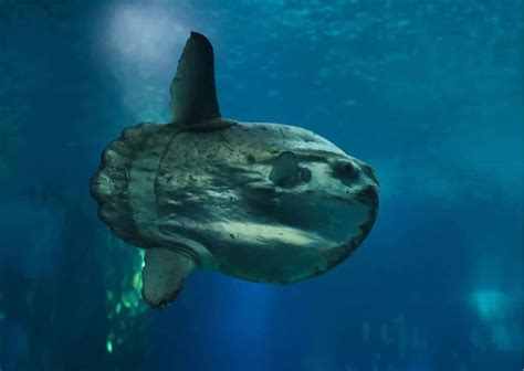 Sunfish Behavior - AnimalBehaviorCorner