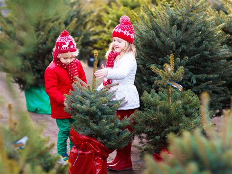 9 Best Christmas Tree Farms Near NYC